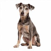 Old sitting miniature pinscher graying isolated on white photo