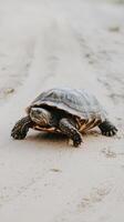 A turtle walking on the beach photo