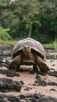 A turtle walking on the ground photo