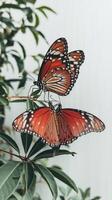 Two orange butterflies on a leafy branch photo