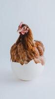 A chicken is sitting in an egg shell photo