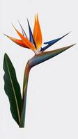 Bird of paradise flower isolated on white background photo
