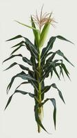 Corn plant isolated on a white background with clipping paths for garden design photo