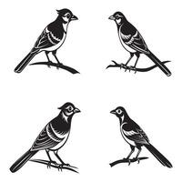 four different birds on a branch in different poses vector