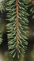 A close up of a pine tree branch with needles photo
