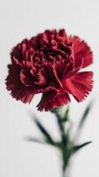 A red carnation is shown in front of a white background photo