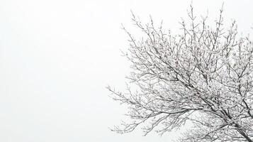 Frosty tree branches, winter sky, minimalist nature scene, website background photo