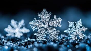 Three snowflakes on dark background, winter holiday card photo