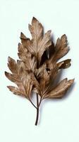 Dried parsley isolated on white background photo