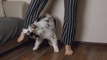 Aussie Australian Shepherd puppy in blue marble color bites the owner's clothes, pulls. Wants to walk, wants to eat, wants to play video