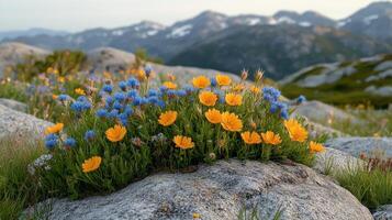 Wildflowers on a rock in the mountains photo