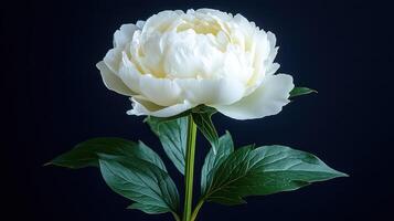 White peony flower, stem, leaves, dark background, floral design photo