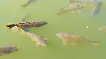 large carp fish swim near the surface in the muddy water of a pond on a sunny day video