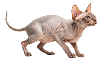 A curious Sphynx cat with a wrinkled skin, exploring a transparent background png