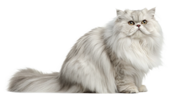 A fluffy Persian cat with a serene expression, isolated on a transparent background png