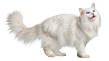 A fluffy Turkish Angora cat with a playful expression, isolated on a transparent background png