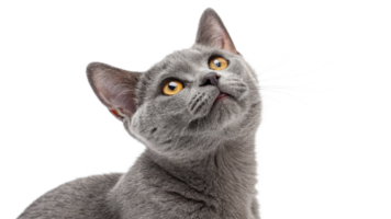 A mischievous gray cat with a tilted head, isolated png