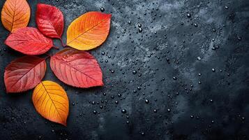 Autumn leaves on dark background, copy space photo