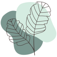 Leaf images with a simple and clean design. It focuses on two stylish leaves against a soft, neutral backdrop. png