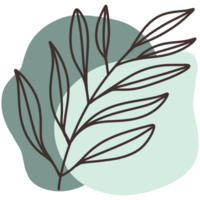 A branch with slender leaves is the main feature of the image. The background features two light green watercolor stains. which have different shapes and sizes. png