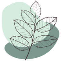 This image features a detailed line drawing of a branch with several leaves. The drawing is in black ink on a light background. png