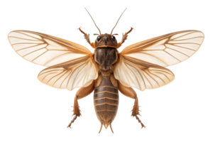 Front view, Mole Cricket, is spreading its wings and flying, isolated on a transparent background png