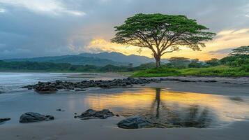 Sunset beach tree reflection peaceful coastal scene photo