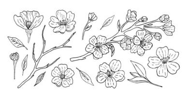 A set of sakura flowers with beautiful twigs and buds, made by hand with a liner. illustration of a Japanese flowering tree in vintage style. Floral and botanical set of elements vector
