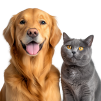 A dog and cat are standing next to each other png