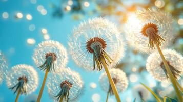 Dandelions seeds blowing in spring sun. Background bokeh, blue sky. Use card, poster photo