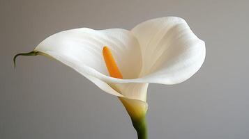 White Calla Lily Flower, Close-up Studio Shot, Elegant, Background Grey photo