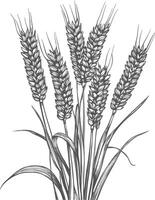 Hand Drawn Illustration Of A Wheat Sheaf With Six Stalks vector