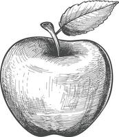 Hand Drawn Illustration Of A Whole Red Apple With A Leaf vector