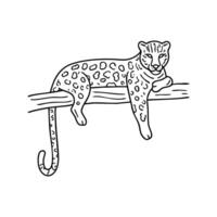 Resting leopard sprawled on a tree branch, tail hanging down vector