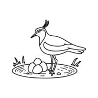 Lapwing bird sitting on its eggs in a shallow nest on an open field vector