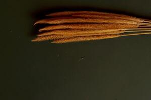 a bunch of brown grass photo