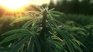 Close-Up of a Green Cannabis Plant with Sunlight in the Background photo