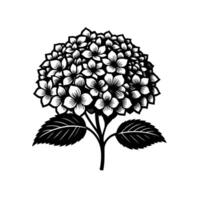 A minimalist black and white illustration of a full hydrangea bloom with intricate floral details, set against a pristine white background. vector