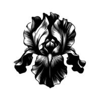 Elegant Black and White Engraving Intricate Iris Flower with Delicate Lines on a Minimalist White Background vector