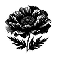 Detailed black and white ink illustration of a blossoming poppy flower, highlighting intricate textures and delicate linework, set against a stark white background. vector