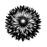 Intricate Black and White Floral Illustration A Detailed, Symmetrical View of a DaisyLike Flower Against a Blank Canvas, Emphasizing Texture and Contrast. vector