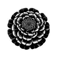 Intricate monochrome floral illustration, showcasing detailed crosshatching and linework, depicting a fully bloomed flower with a dense center and layered petals. vector