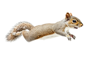 Squirrel Leaping in Mid-Air on Transparent Background png