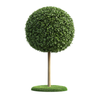Round Topiary Tree with Dense Green Foliage png