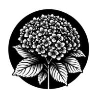 Monochrome Hydrangea Artwork Detailed Illustration of a Hydrangea Bloom and Leaves Set Against a Black Circular Backdrop. vector