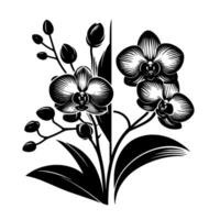 Style Orchid Illustration in Black and White A symmetrical depiction of blooming and budding Phalaenopsis orchids, showcasing intricate petal patterns and elegant leaves. vector
