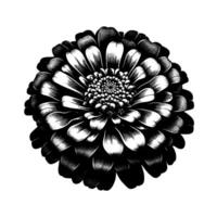 Intricate Black and White Botanical Illustration of a Daisylike Flower with Detailed Petals and Stippling on a White Backdrop. vector