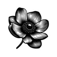Intricate Engraved Black and White Anemone Flower, Detailed Botanical Illustration, Isolated on a White Background. vector
