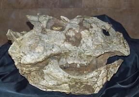 Fossil of Protoceratops found in Mongolia Gobi Desert photo