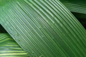 Cold green color of a palm leaf for background photo